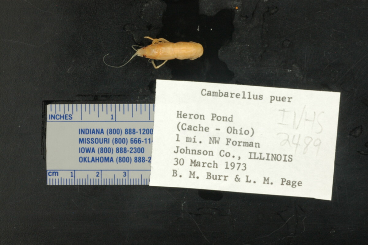 Cambarellus puer image